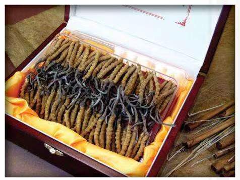 苏尼特左冬虫夏草回收